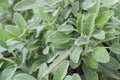 Sage in a herb garden Royalty Free Stock Photo