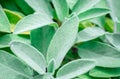 Sage in a herb garden close-up Royalty Free Stock Photo