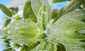 Sage herb, Leaf of sage,clary,salvia herb close up with waterdrops amd water surface