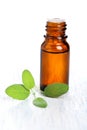 Sage herb leaves and an essential oil bottle Royalty Free Stock Photo