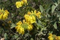 Sage. Herb. Phlomis. Jerusalem sage. Lampwick plant Royalty Free Stock Photo