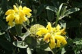 Sage. Herb. Phlomis. Jerusalem sage. Lampwick plant Royalty Free Stock Photo