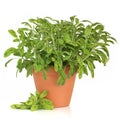 Sage Herb Plant Royalty Free Stock Photo