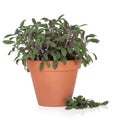 Sage Herb Plant Royalty Free Stock Photo