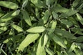 Sage herb plant Royalty Free Stock Photo