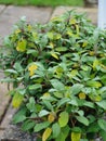 A sage herb plant growing outdoors showing different colour leaves