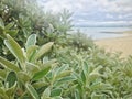 Sage herb Salvia officinalis with beach background. Royalty Free Stock Photo