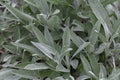 Sage herb Salvia officinalis, herb, spice growing in the garden, food background. Alternative medicinal plants, medical Royalty Free Stock Photo