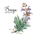 Sage herb. Watercolor illustration. Hand drawn salvia plant. Realistic botanical organic sage plant. Natural salvia
