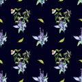 Sage herbal plant, bidens tripartita watercolor seamless pattern isolated on black background. Salvia, nettle, camomile