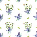 Sage herbal plant, bidens tripartita watercolor seamless pattern isolated on white background. Salvia, nettle, camomile