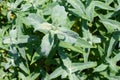 Sage healthy herb