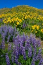 Balsamroot Flowers And Purple Lupine