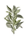 Sage isolated on background, old botanical illustration