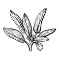 Sage isolated on white background. Spicy and aromatic spice. hand drawn sketch