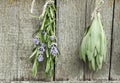 Sage and lavender tufts hanging under the roof and drying on the background of old textured wooden wall Royalty Free Stock Photo