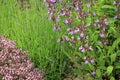 Sage, lavender and wild thyme