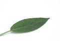Sage leaf 06