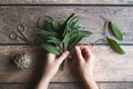 Sage leaf bundle in hands, hemp string and scissors on wooden table Royalty Free Stock Photo