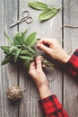 Sage leaf bundle in hands, hemp string and scissors on old wooden table Royalty Free Stock Photo