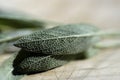 Sage leaf on cutting board Royalty Free Stock Photo