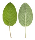 Sage leaf