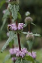 Sage-leaf mullein Phlomis tuberosa, pink flowers with a bumblebee