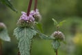 Sage-leaf mullein Phlomis tuberosa, pink flowers and foliage