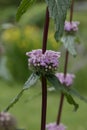 Sage-leaf mullein Phlomis tuberosa, pink flowers