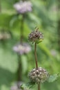 Sage-leaf mullein Phlomis tuberosa, buds