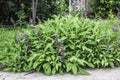 Sage leafs and flowers