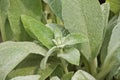 Sage Leaves Royalty Free Stock Photo