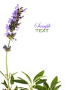 Sage leaves and flowers Royalty Free Stock Photo