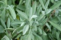 Sage leaves of gray-green color, close-up. Royalty Free Stock Photo