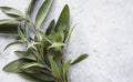 Sage leaves on gray table, cooking background, kitchen herbs flat lay, copy space Royalty Free Stock Photo