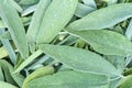 Sage leaves