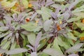 Sage leaves grow in the vegetable garden. Aromatic sage growing outdoors. Growing spices for further use. Farming and harvesting. Royalty Free Stock Photo