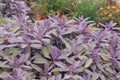 Sage leaves grow in the vegetable garden. Growing spicy spices for further use. Farming background Royalty Free Stock Photo