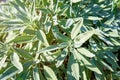 Sage leaves in the herb garden - Salvia officinalis