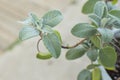 sage leaves in inflorescence close up on a gray background Royalty Free Stock Photo