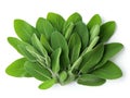 sage leaves isolated Royalty Free Stock Photo