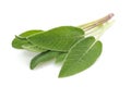 Sage leaves isolated Royalty Free Stock Photo