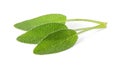 Sage leaves isolated on white background Royalty Free Stock Photo