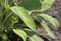 Sage leaves Royalty Free Stock Photo