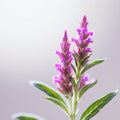 Sage Leaves With Pink Flowers: Long Exposure Soft-focus Portraits