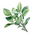 sage leaves. realistic watercolor drawing of a sage sprig. medicinal plants, herbs
