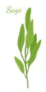 Sage leaves, salvia organic herb. Cartoon flat style. Vector illustration