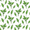 Sage leaves seamless pattern. Hand drawn greens and leaf vegetables. Vector illustration in colored sketch style Royalty Free Stock Photo