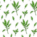 Sage leaves seamless pattern. Hand drawn greens and leaf vegetables. Vector illustration in colored sketch style Royalty Free Stock Photo