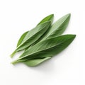 Smooth Surfaces: A Captivating Image Of A Sage Leaf On White Background Royalty Free Stock Photo